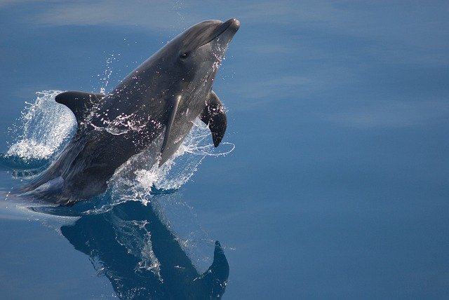 dolphin in the gulf of mexico